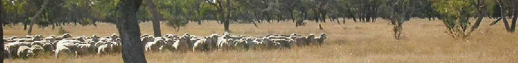 South African Meat Merino (SAMM) ewes grazing on saltbush country on Pru and Stuart Barkla’s Cunnamulla property, Rosscoe. South African Meat Merino (SAMM) ewes grazing on saltbush country on Pru and Stuart Barkla’s Cunnamulla property, Rosscoe.